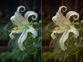 raw (left) and color-balanced (right) images of a lily by Wikipedia user Fg2 (2008)