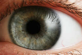 Human Eye by Wikipedia user Petr Novák (2005)
